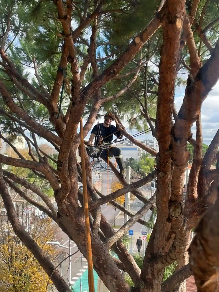 Élagueur à Marseille