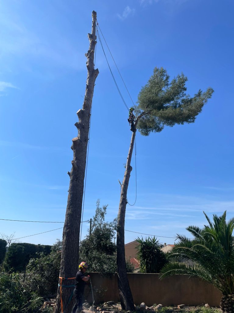 Abattage d'arbre à Marseille par un arboriste grimpeur