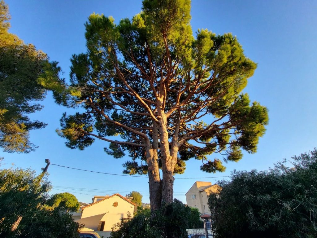 intervention urgence élagage à marseille