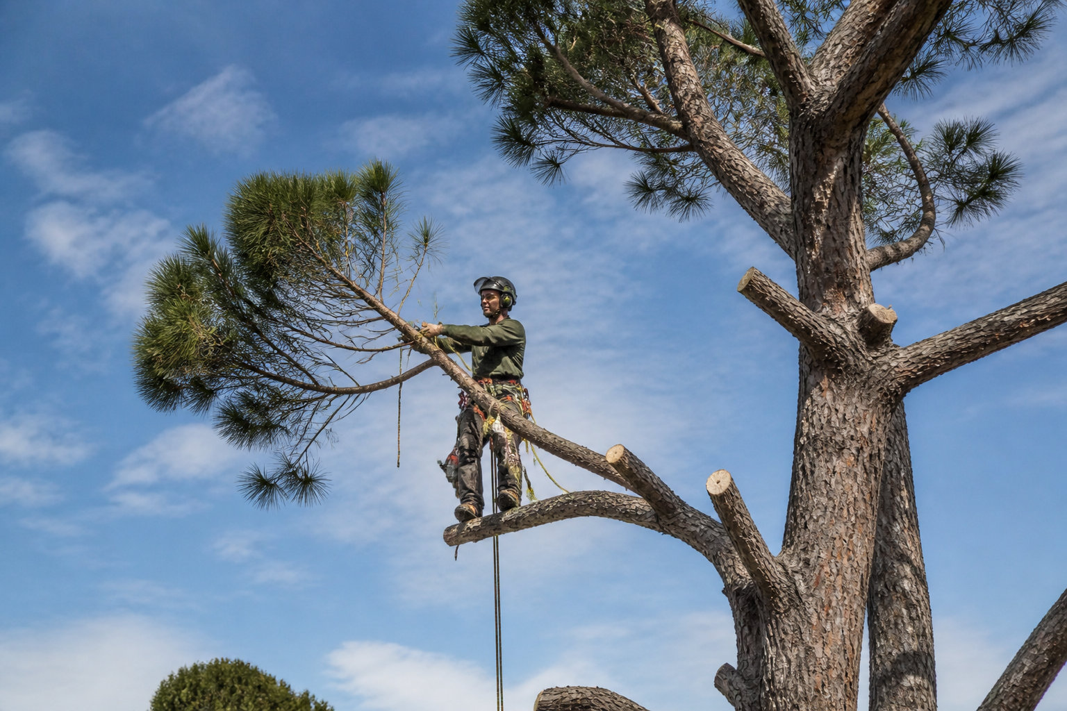 Elag13 : l'expert en taille raisonnée et patrimoine arboré
Elagueur grimpeur
