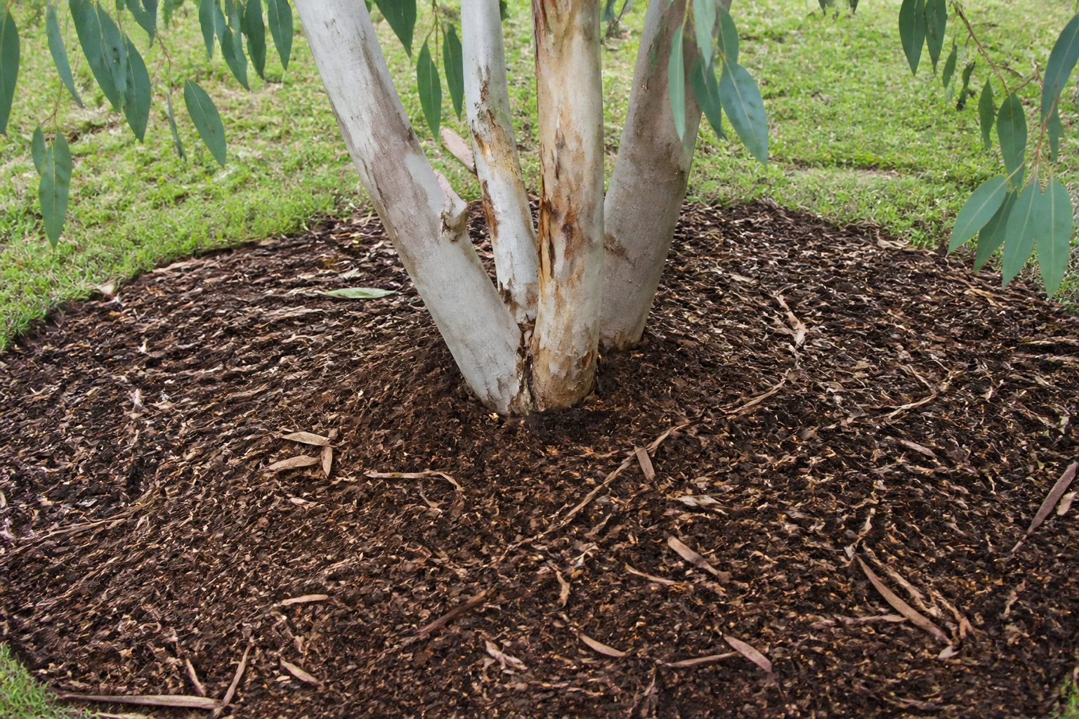 Soins post-taille et gestion durable de l'arbre