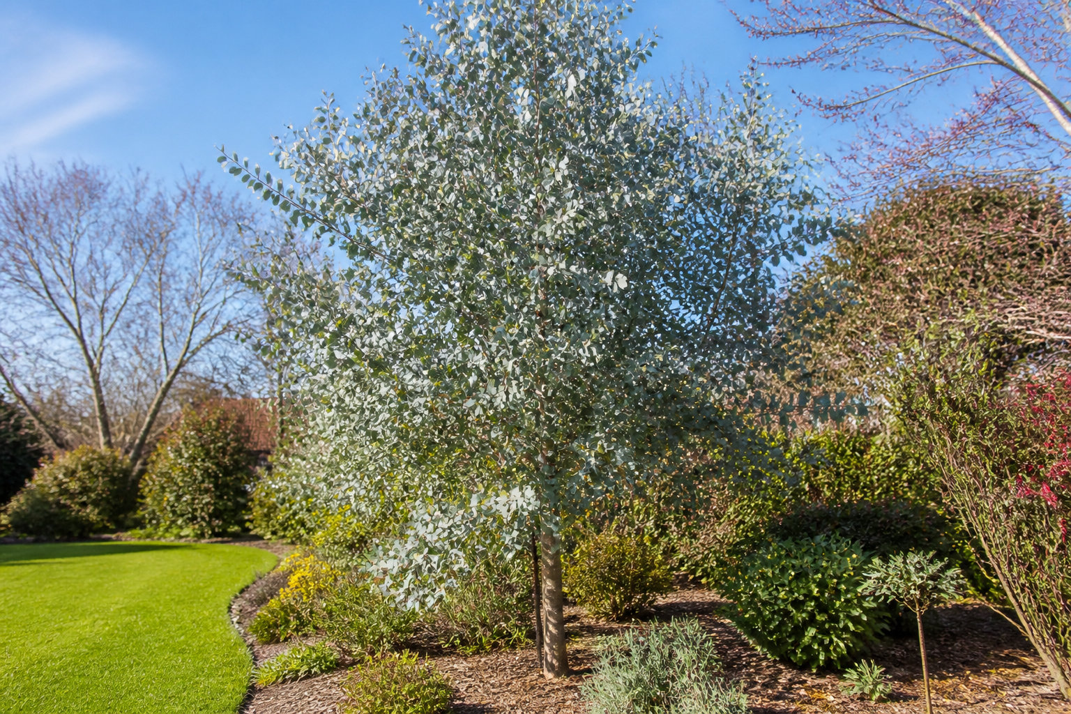 Choisir le bon moment pour tailler votre eucalyptus