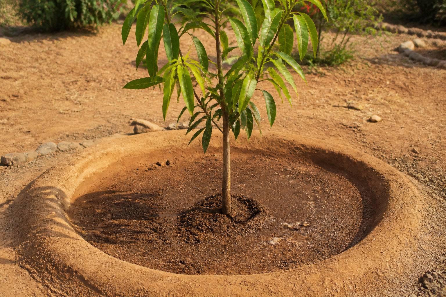 Protocoles de plantation pour une reprise végétale pérenne