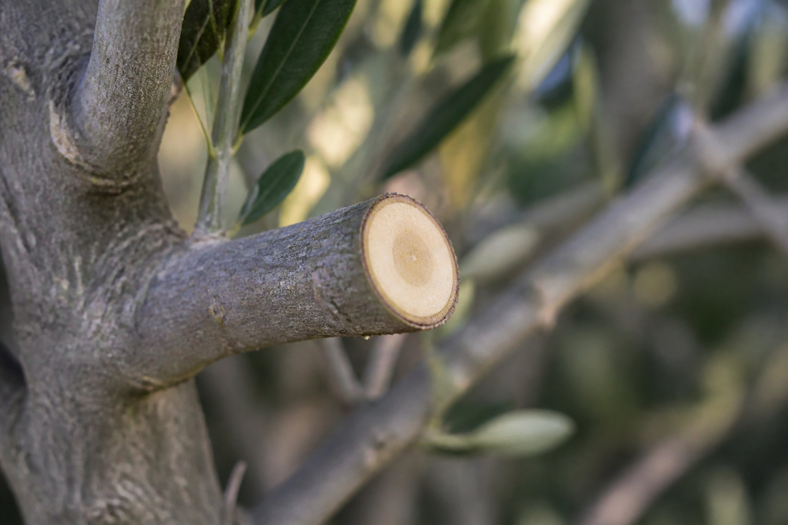 Techniques de taille raisonnée adaptées au climat méditerranéen
