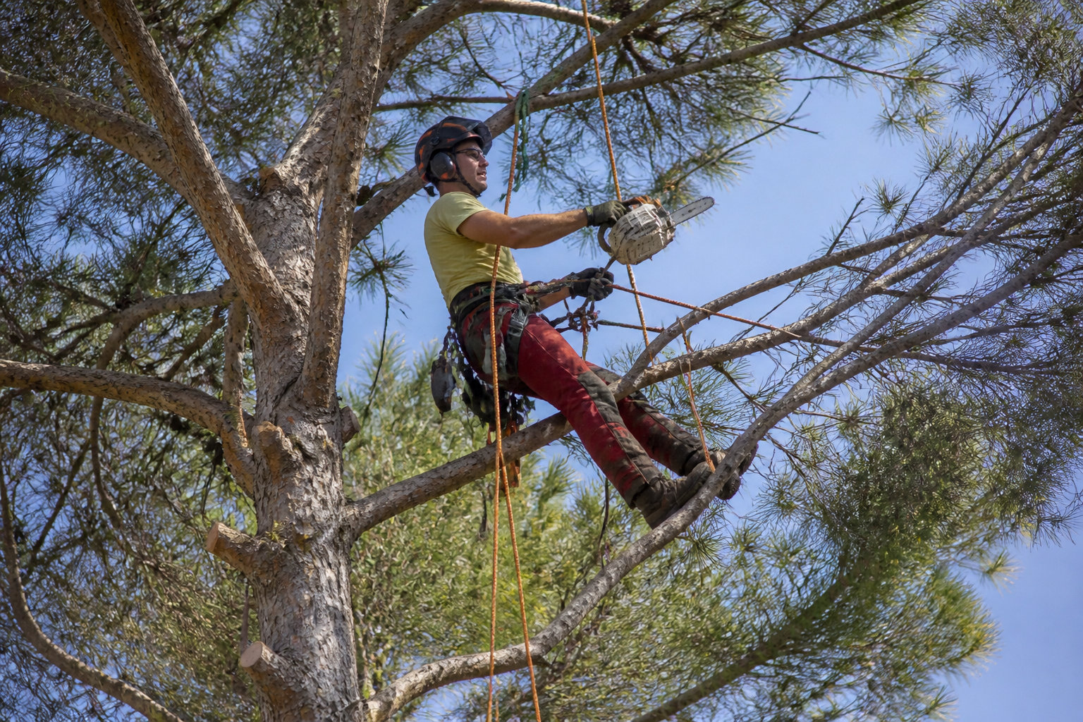 Techniques de taille adaptées à la physionomie du Pinus halepensis