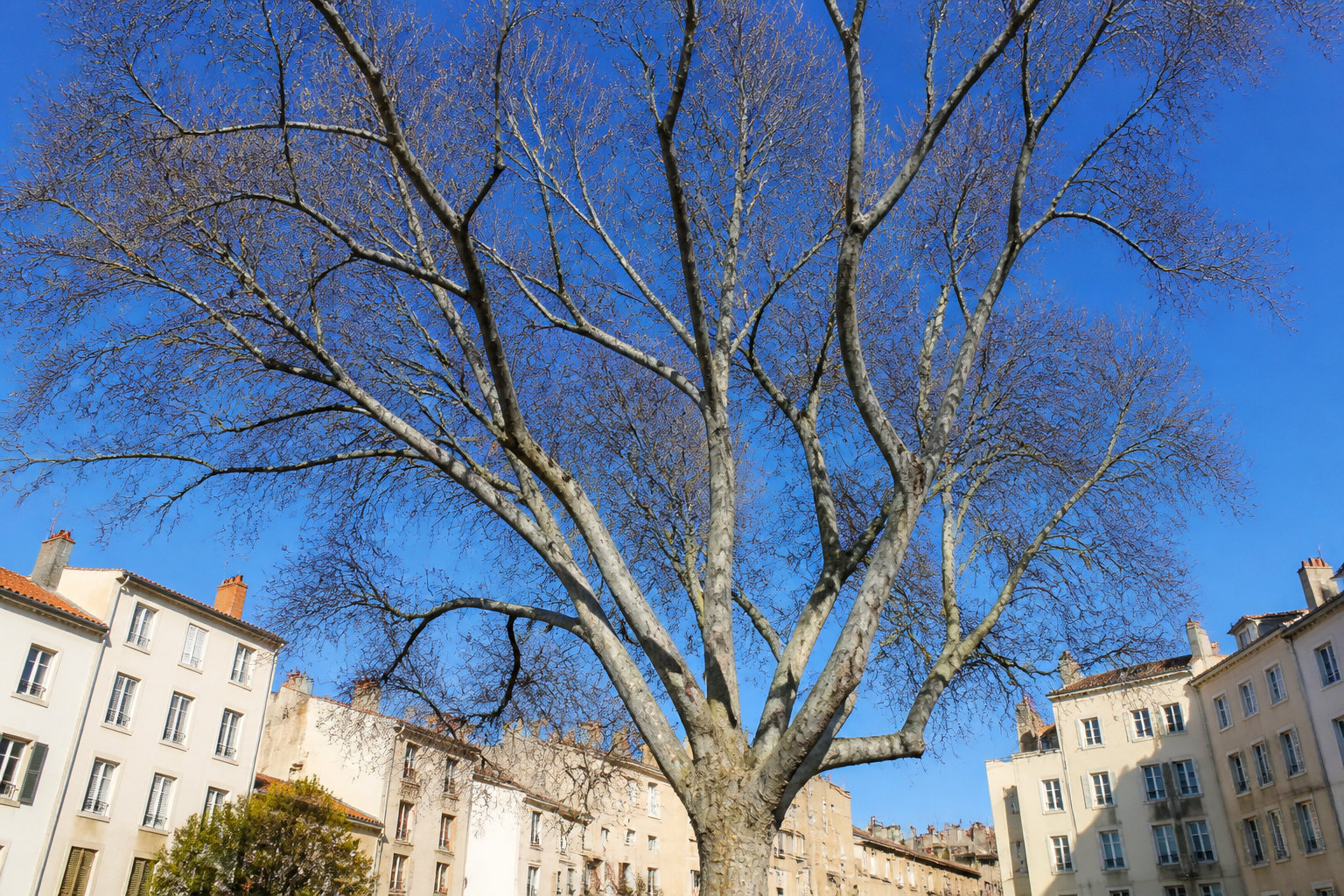 Quand et pourquoi prévoir l'élagage d'un micocoulier à Marseille ?