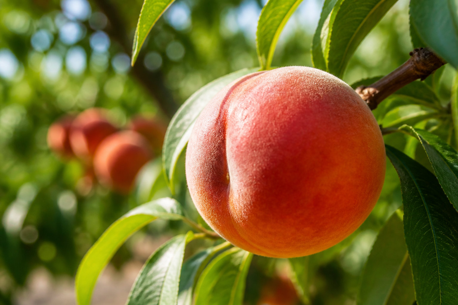 5 périodes clés pour tailler vos fruitiers selon l'espèce