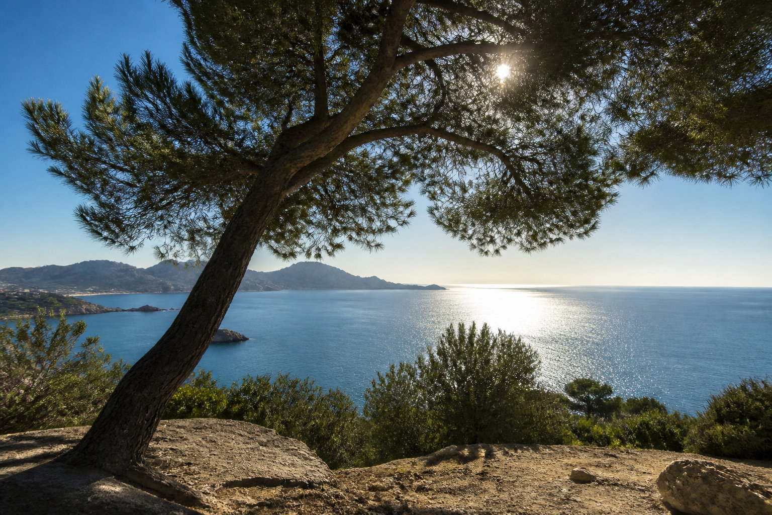 Calendrier optimal pour l'élagage du pin d'Alep à Marseille