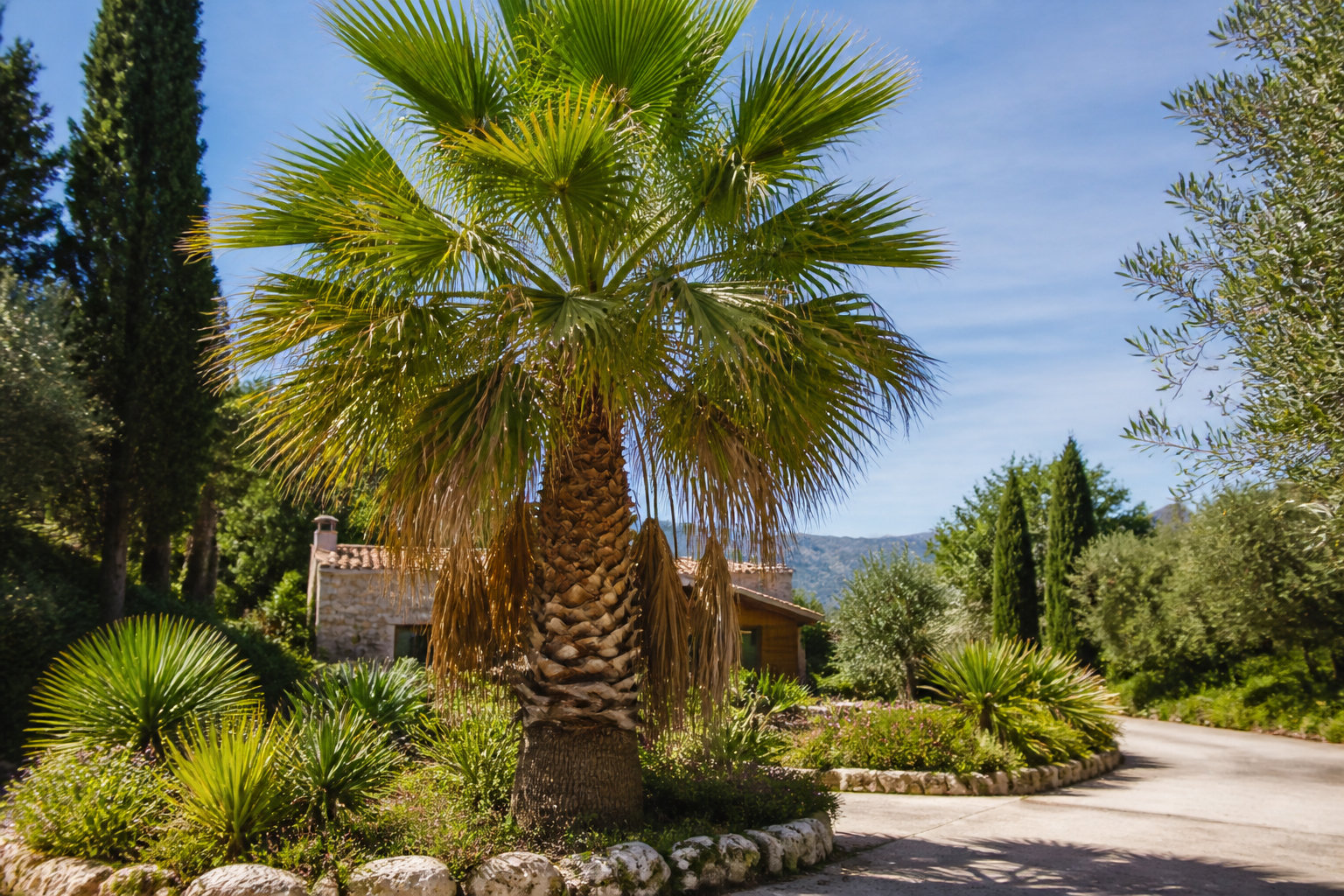 L'élagage de palmier à Marseille : une expertise pour votre jardin