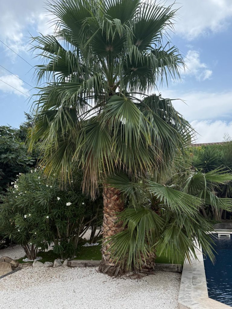 Avant — Taille de palmier Cassis