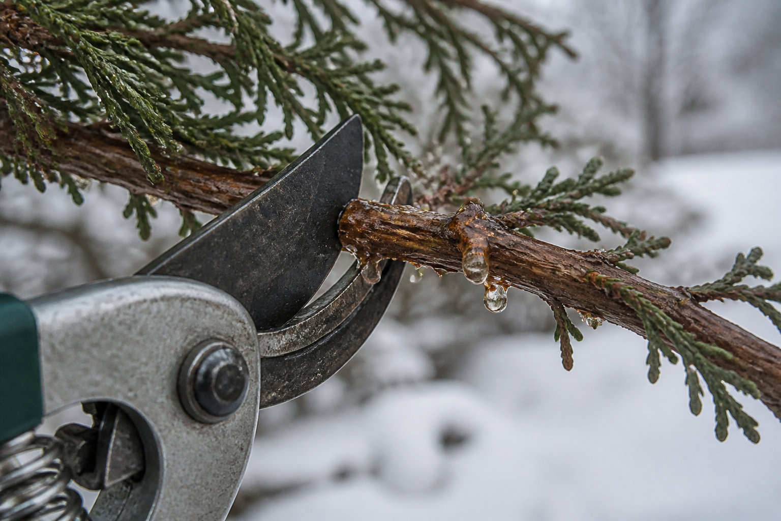 3 méthodes pour respecter la physiologie du Cedrus libani