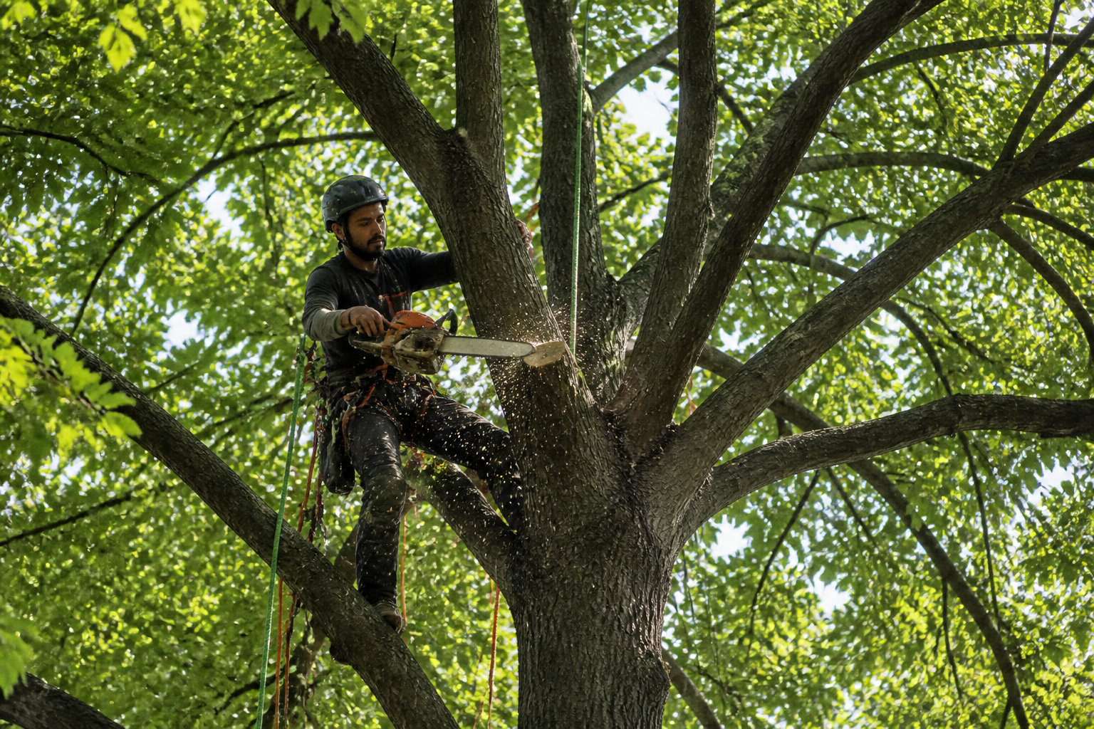 Comprendre la taille de transparence pour vos arbres