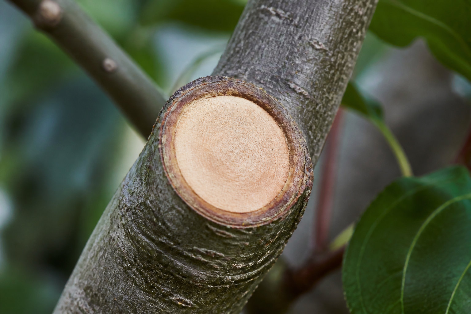 Impacts biologiques et structurels sur la santé de l'arbre