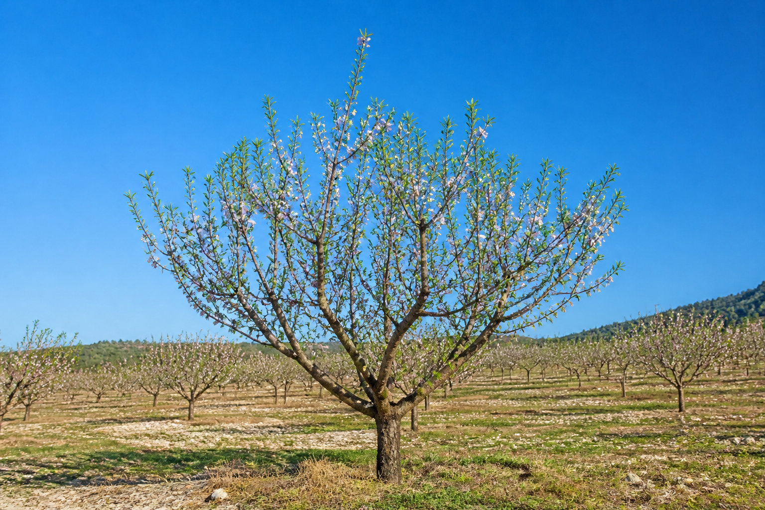 Appliquer la méthode de formation en gobelet