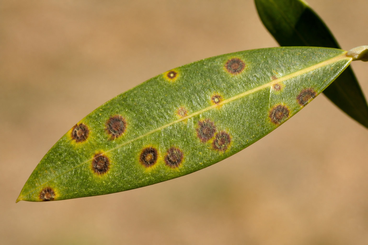 Pathologies fréquentes et parasites à identifier