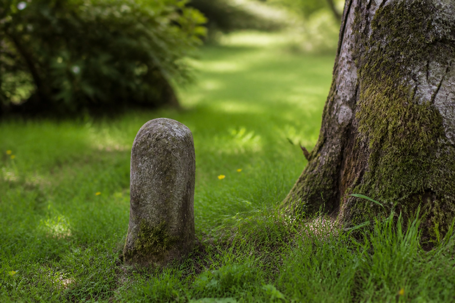 Comment agir face à un voisin refusant d'élaguer ses branches ?