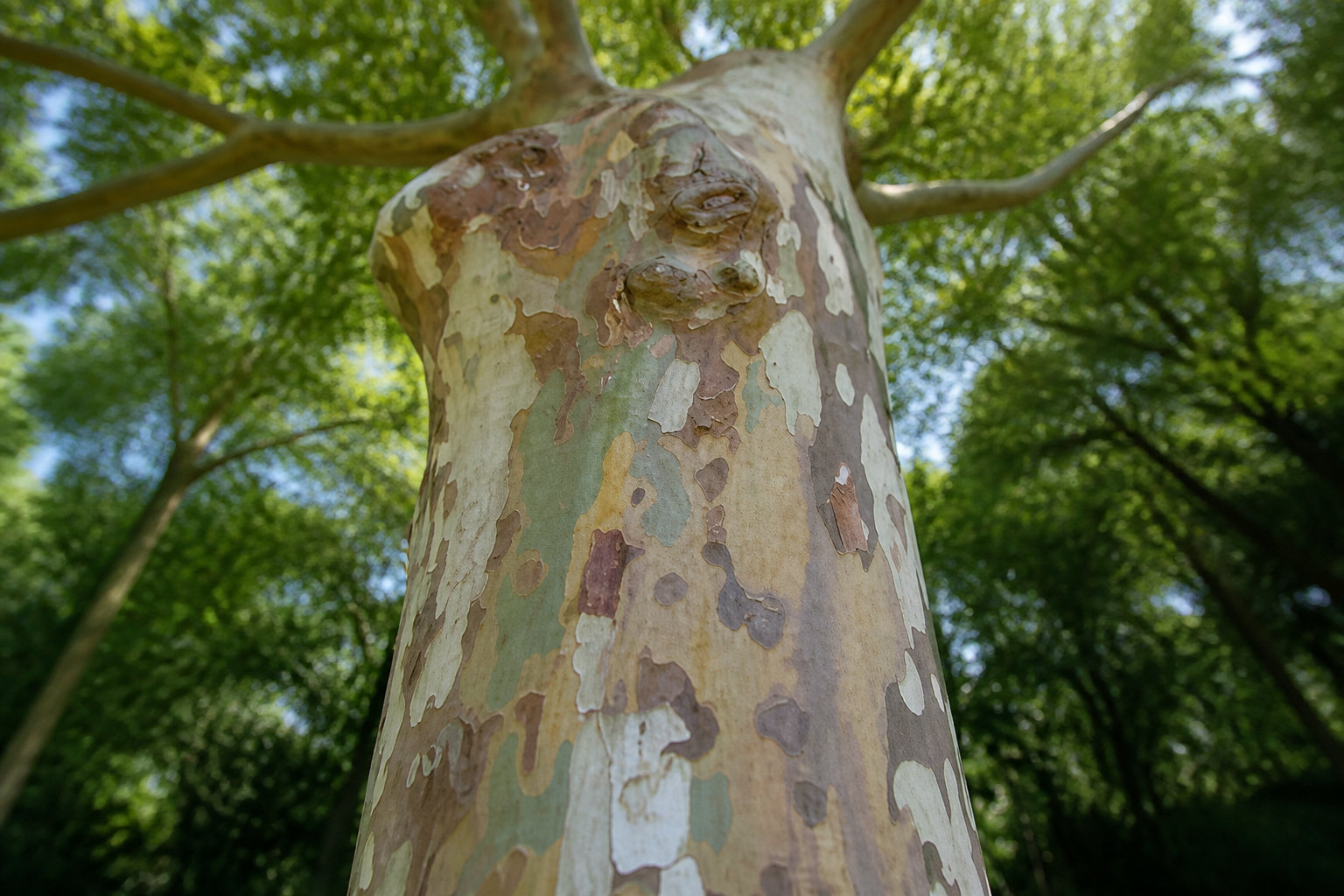 Identifier le chancre coloré du platane à Marseille