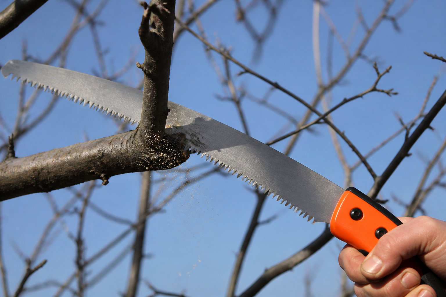 Principes de taille douce pour préserver la santé de l'arbre