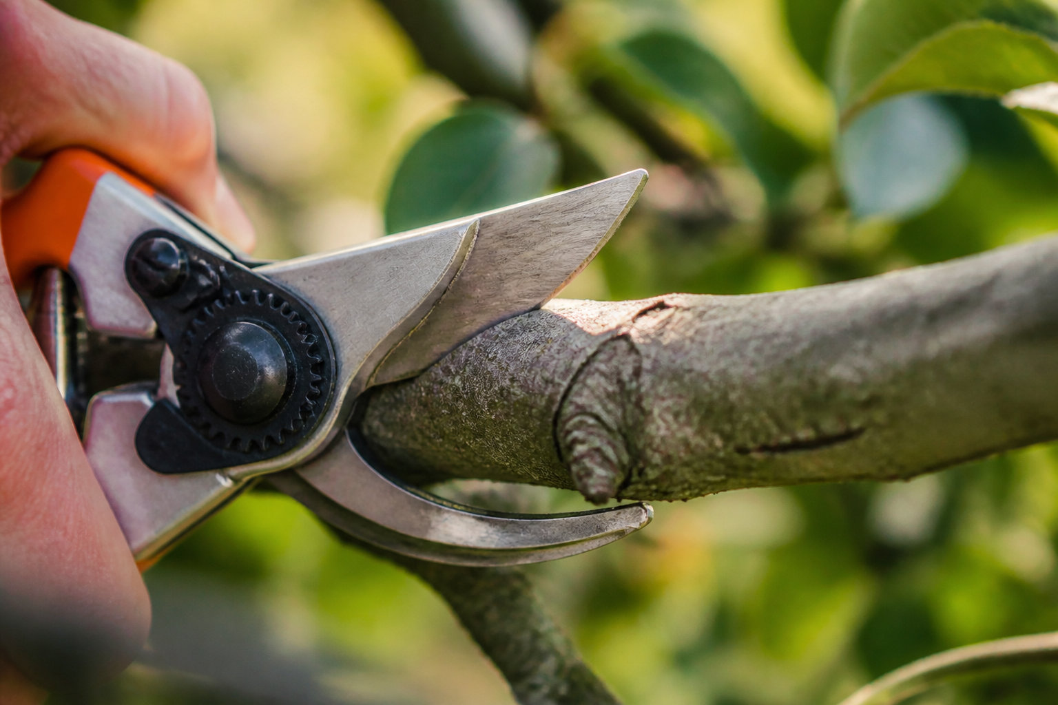 Responsable du paiement pour l'élagage des arbres entre voisins