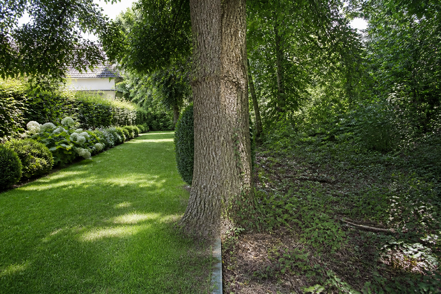Cas particuliers : arbres mitoyens et lignes électriques