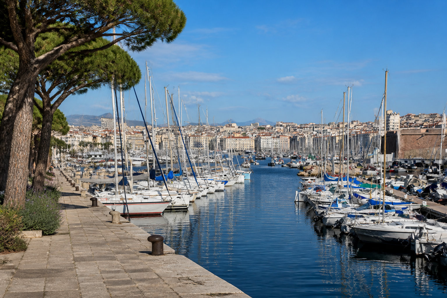 Haubanage d'arbre à Marseille : sécuriser votre patrimoine végétal