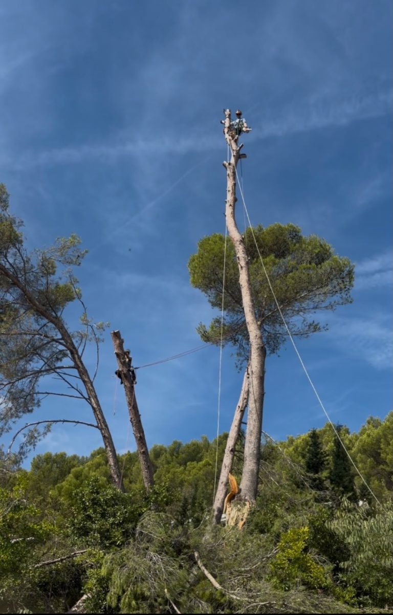 Abattage Carnoux-en-Provence