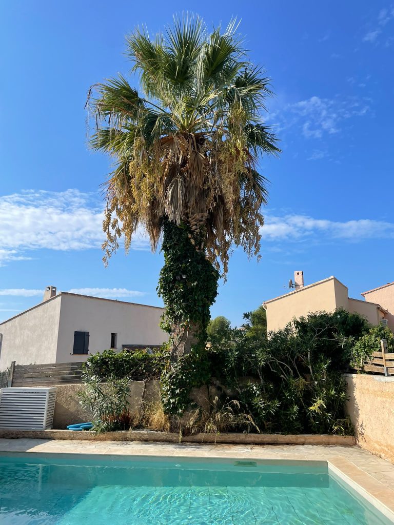 Avant — Taille de palmier Cassis