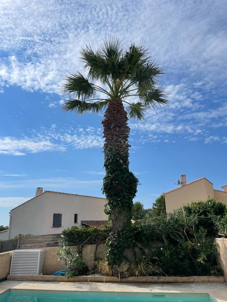 Taille de palmier Cassis