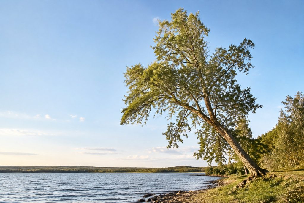Un arbre feuillu penche fortement au-dessus d'un lac sous un ciel bleu dégagé.