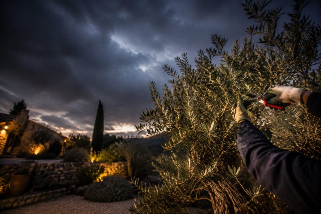 Personne taillant un olivier avec un sécateur au crépuscule devant une maison en pierre illuminée.