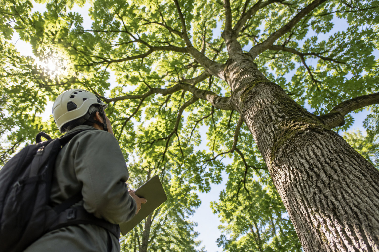 Une personne portant un casque et un sac à dos tient une tablette en observant un grand arbre dans une forêt ensoleillée.