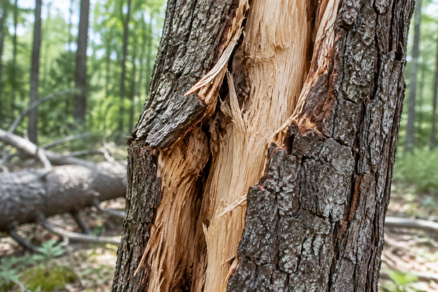 Gros plan d’un tronc d’arbre à l’écorce arrachée, dans une forêt où des branches tombées reposent au sol.