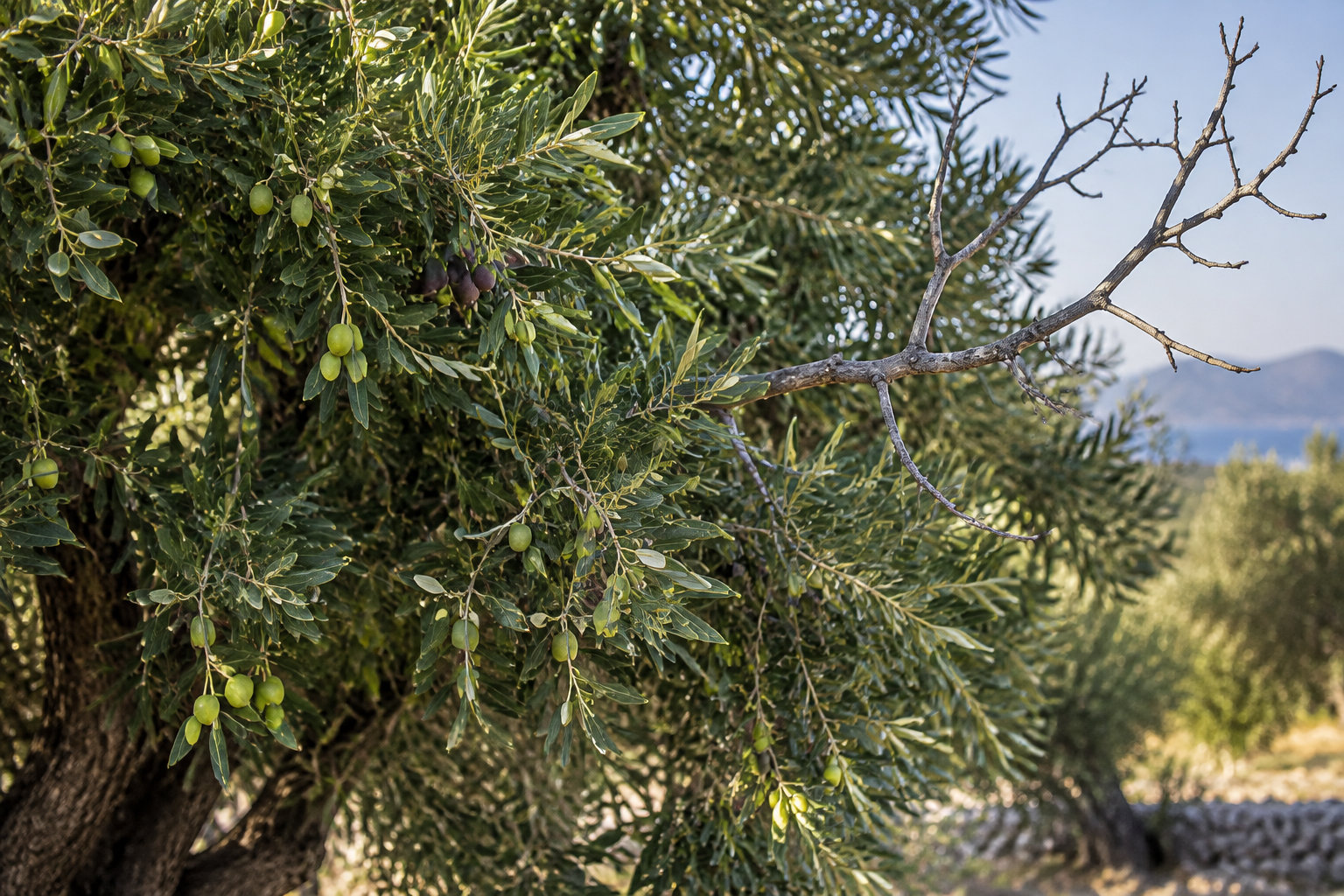 Une branche d’olivier portant des fruits verts et noirs s’étend devant des oliviers et un paysage montagneux.