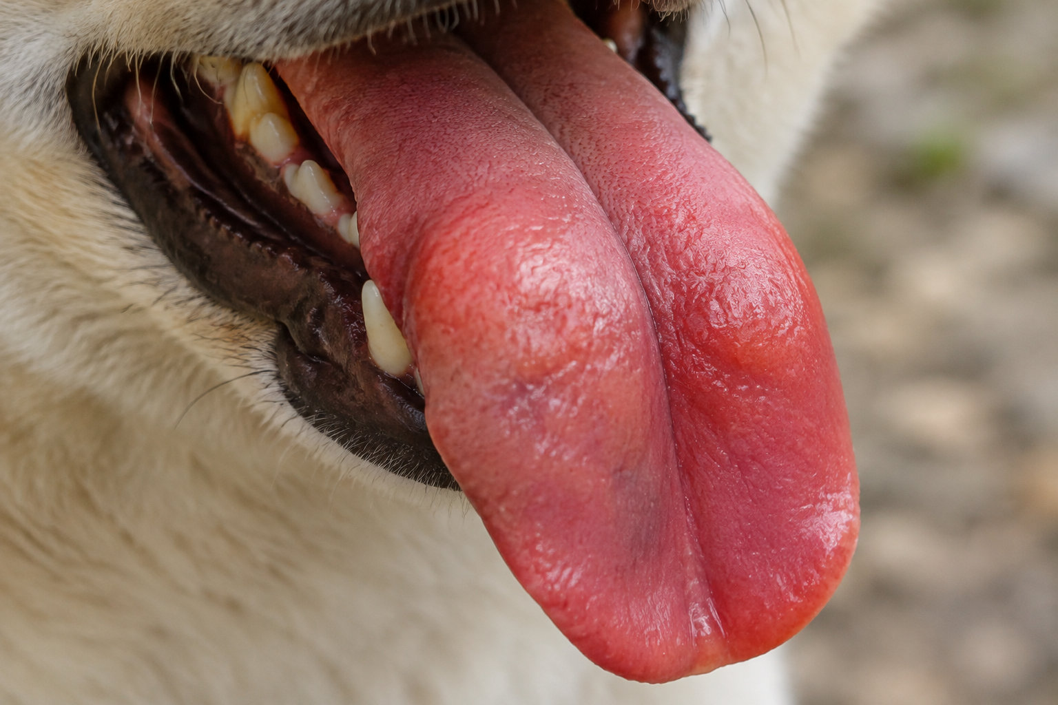 Gros plan sur la langue rose d’un chien qui pend devant ses dents et son museau.