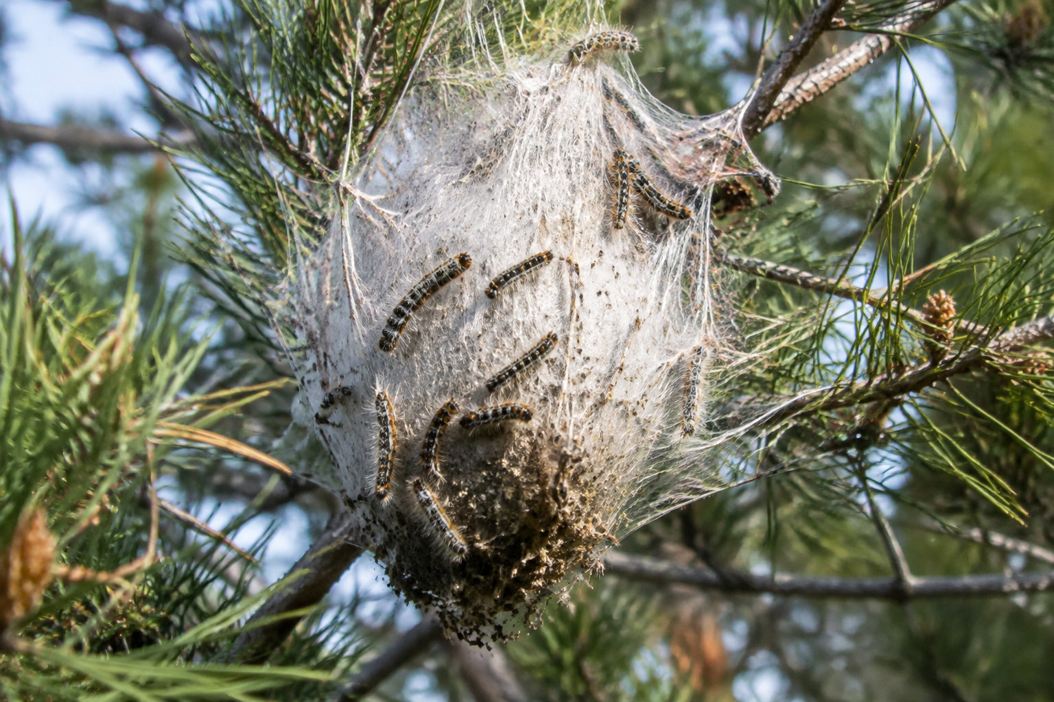 Des chenilles sont regroupées dans un grand nid de soie tissé entre les branches d’un conifère.