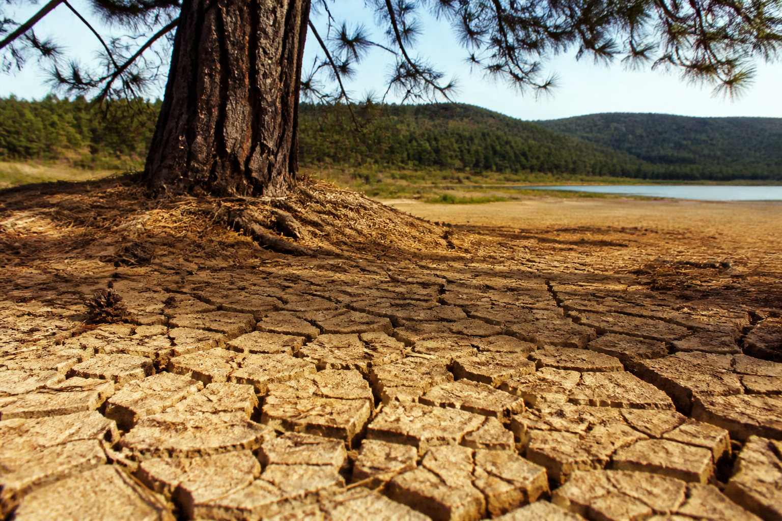 Impact des conditions environnementales sur la santé du pin